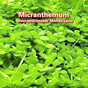 Micranthemum micranthimoids Monte carlo